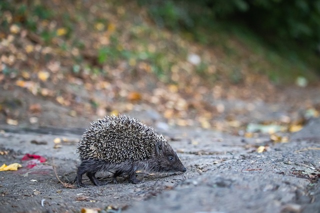 的移动造成 的移动造成
