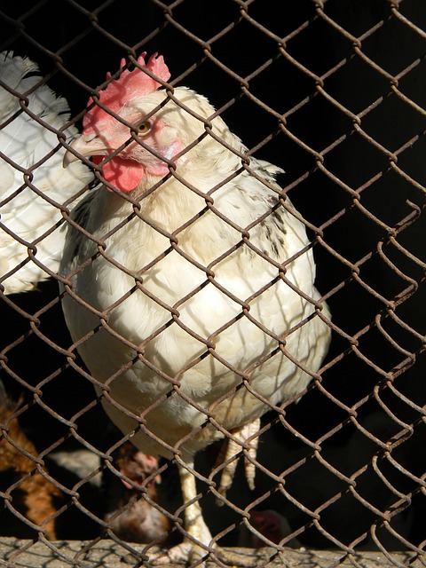 这种文化对 这种文化对